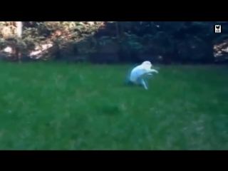 Веселые котяры рокеры