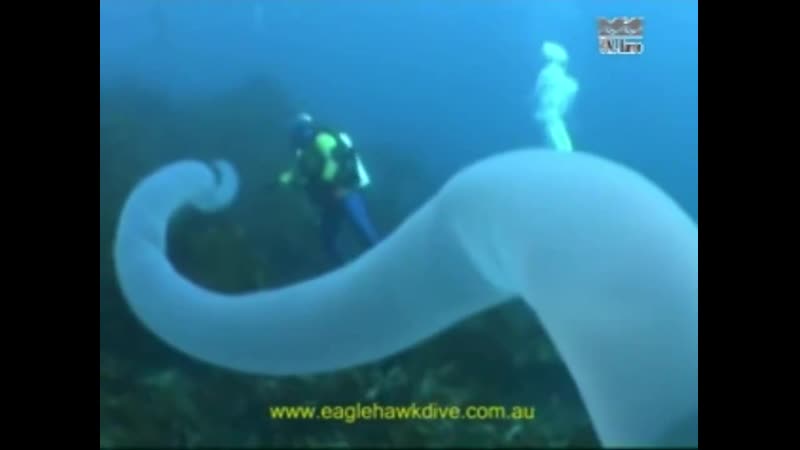 Похоже на инопланетное существо! океаны преподносят очередные сюрпризы