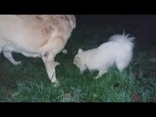 Крош и роксана