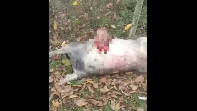 Азербайджанцы молодые армянина, державшего свиней, рядом с трупами этих секс