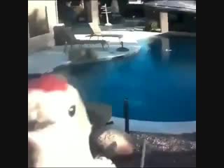 Дятел долбит