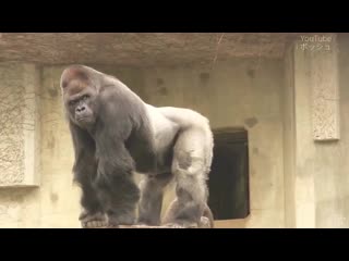 シャバーニ ドラミング50連 gorilla drumming50beat best shabani