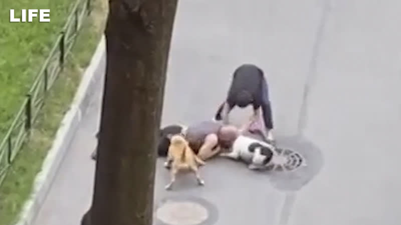 Хозяин закрыл собой старенькую собачку от бойцовских псов