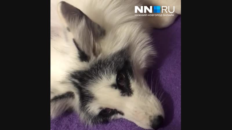 Лисенок танцует ухом