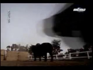 David hasselhoff(looking for freedom)