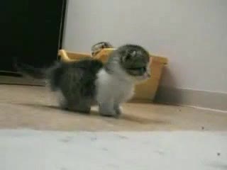 Munchkin cat