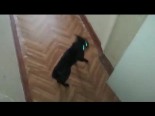 Бес вселился в кошака