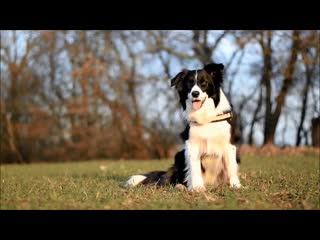 Border collie maya amazing dog tricks❤ mp4