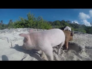 Swimming pigs bahamas
