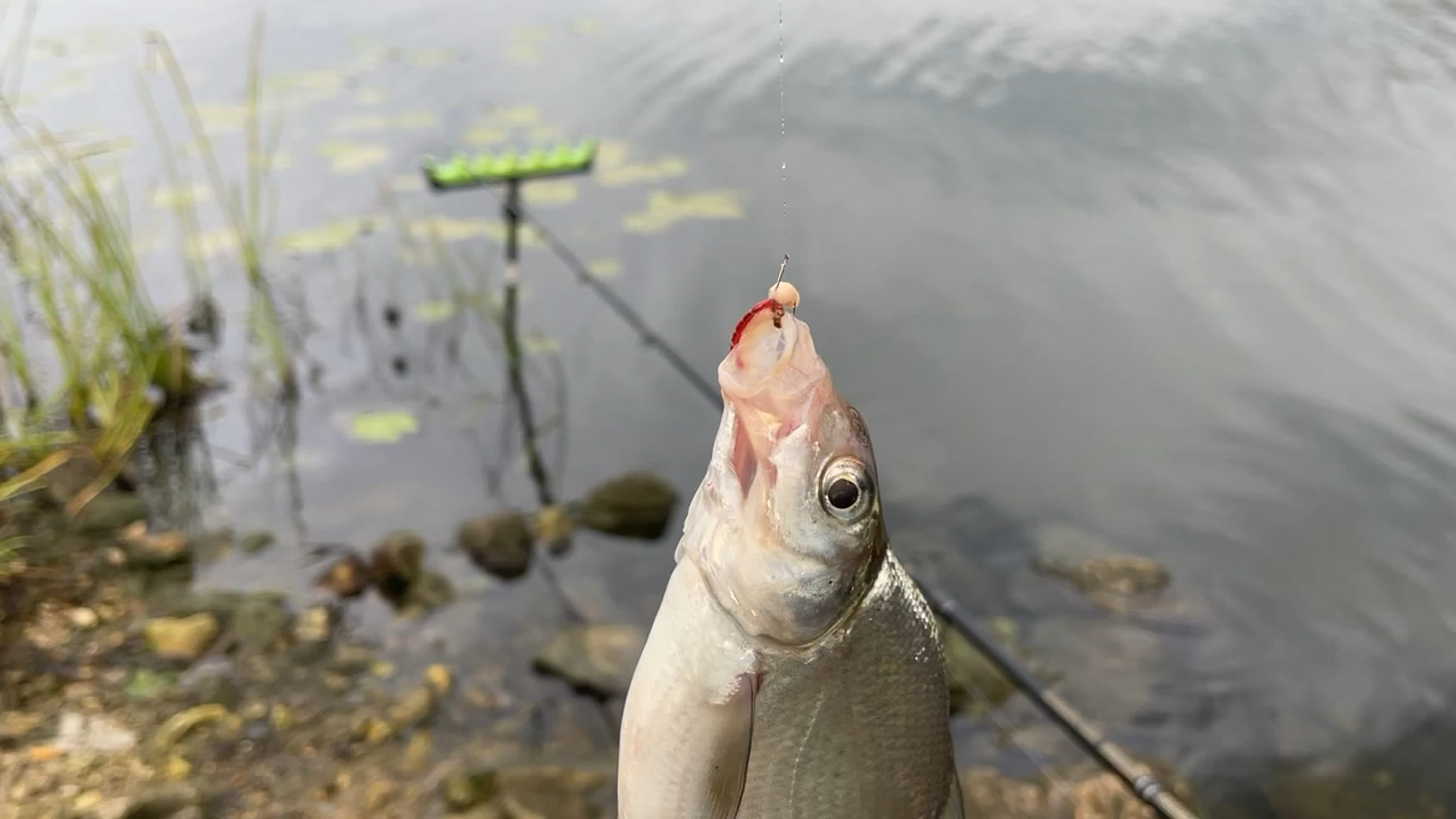 Гребной канал ловля осенней рыбы на фидер watch online