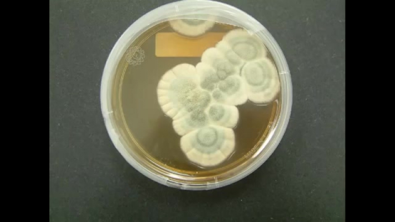 How alexander fleming accidentally discovered penicillin