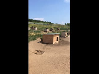 Live тёплая лапа ирбиса