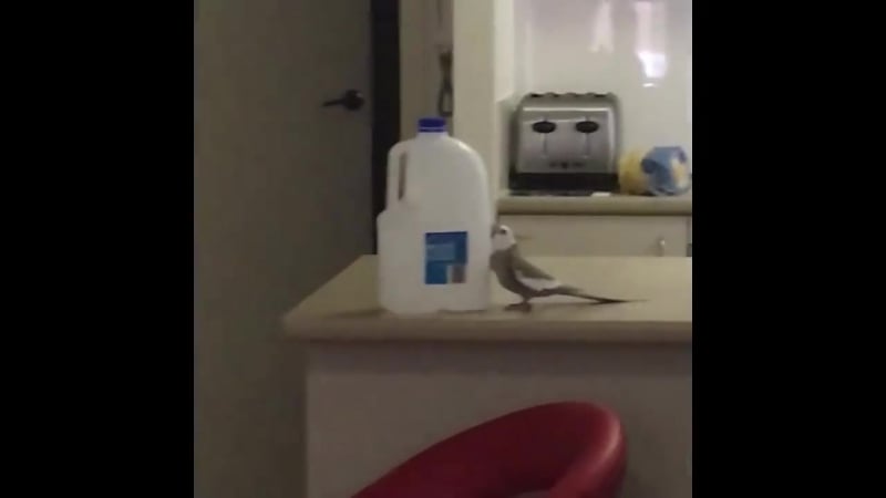 Пернатый хулиган