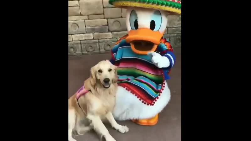 Hеlpеr dоggо gеts tо mееt his hеrо