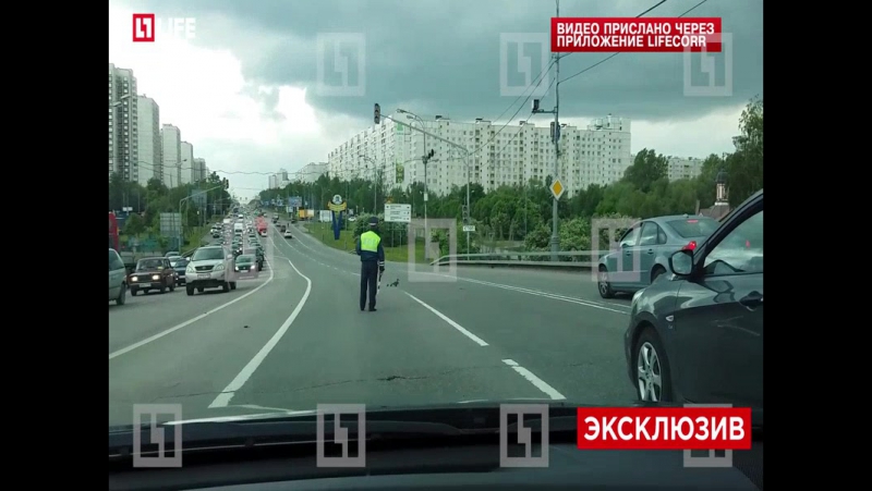 В москве сотрудник дпс перекрыл дорогу, чтобы пропустить уток