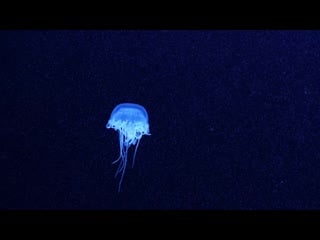 Why jellyfish float like a butterflyand sting like a bee (deep look)