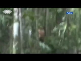 Brazil releases footage of indian alone in jungle for decades