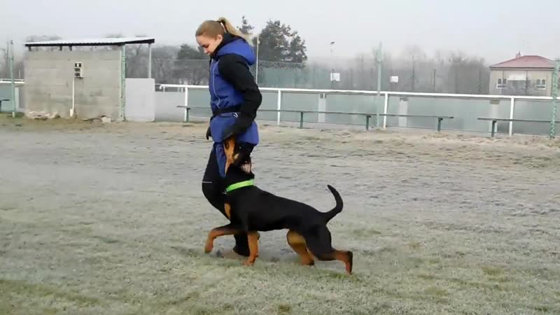 Dux porn video – Harley quinn bianco dux 9 months