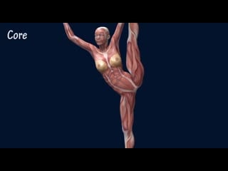 Sls how to developpe muscle anatomy training program easyflexiiblity