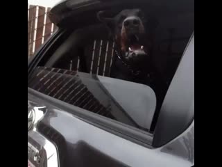 Ira initium insaniae est #206