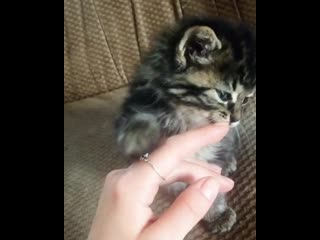 Playtime w stella before heading to set shes a lover catandkat albertorosende