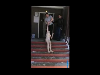 Тащит бухую бабу