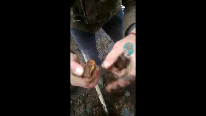 Бурштин знайшли жилу (янтарь)