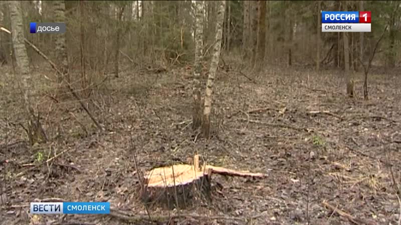 Вырубка гагаринского леса будет расследована правоохранительными ведомствами
