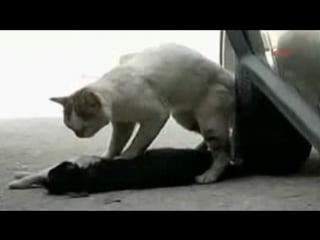 Кот пытатся оживить свою кошку