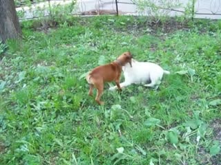 Лютик с подружкой бесятся