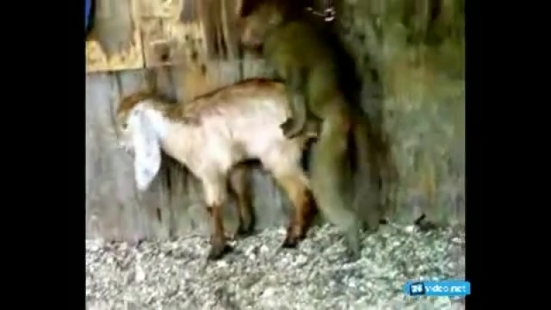 Мужик ебет коза порно видео