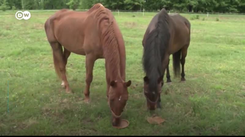 Тарелки из пшеничных отрубей