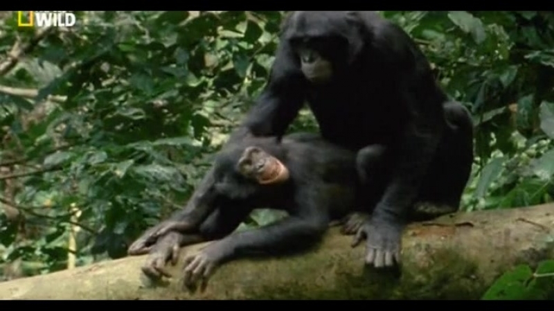 Секс с обезьяной двух девушек. Смотреть зоо порно видео бесплатно
