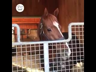 Orfevre オルフェーヴル at shadai stallion station satsuki sho tokyo yushun kikuka sho arima kinen x 2 takarazuka kinen