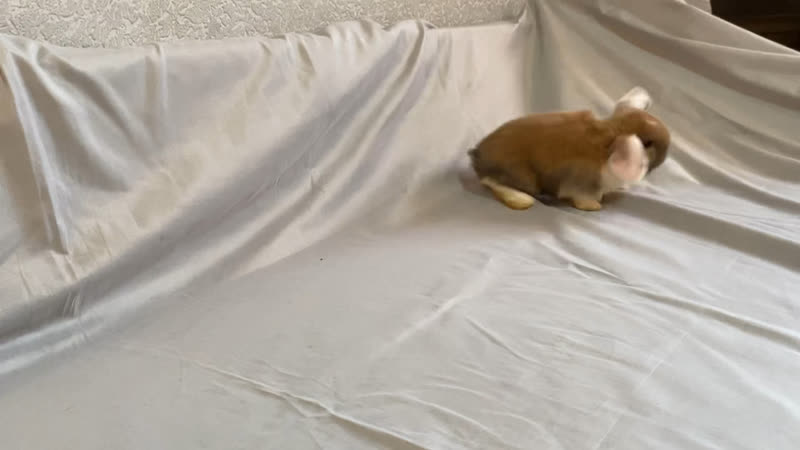 Карликовые вислоухие бараны, мальчик и девочка 2 месяца