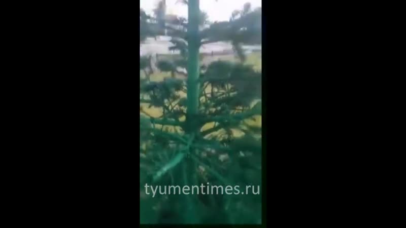 В когалыме к приезду министра покрасили траву и деревья