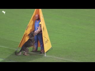 Wusv 2019 knox vom tollhaus c 97