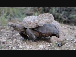 🔥 a rattlesnake hitching a ride on a tortoise 🔥