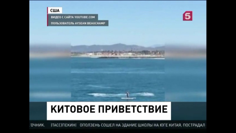 Океане porn video – Житель калифорнии едва избежал столкновения с огромным китом в океане