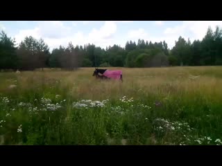 Видео от частная конюшня приозерск