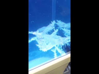 Русская креветка