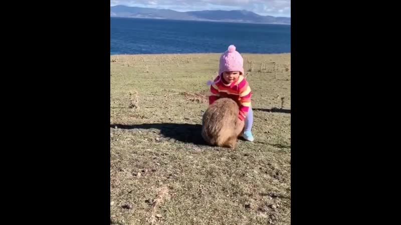 This little cutie had a blast with a friendly wombat 😍