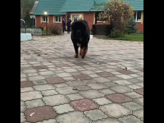 Lovely from bordo ho xiaodgian (джаник)