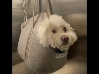 Педошкура забыла свою мочалку 🤣🐩