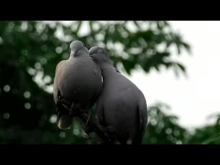 Indian Romance Dove Birds