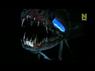 Bbc нетронутые уголки дикой природы серия 11 глубоководное море