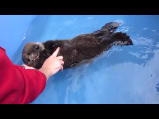 Orphaned sea otter pup joey and his jellyfish toy (or not)