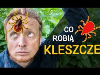 Kleszcze kim czym są co robią film z serii o kleszczach odc 01