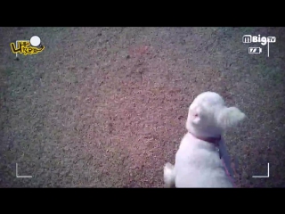 160316 porn monster @ find me ep 2 preview (나를 찾아봐)