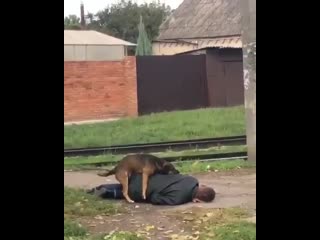 Кобель нашёл свою сучку